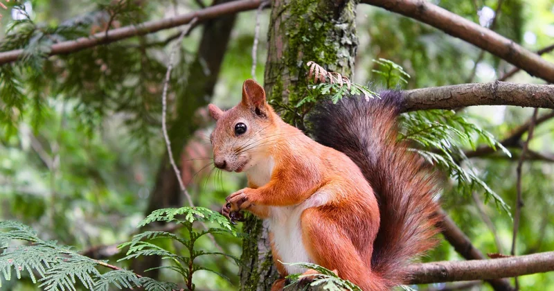Le faux ami : la nourriture et les animaux