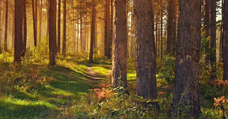 Forêts et réglementation : le point que tout le monde oublie